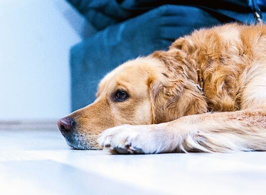 pet