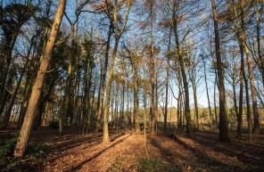The Woodlands, Knettishall Road, Diss IP22 2TE