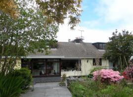 Idesia, Lon Glan-fred, Bow Street SY24 5BY