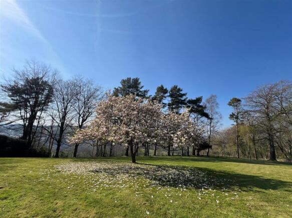Magnolia Tree / Grounds
