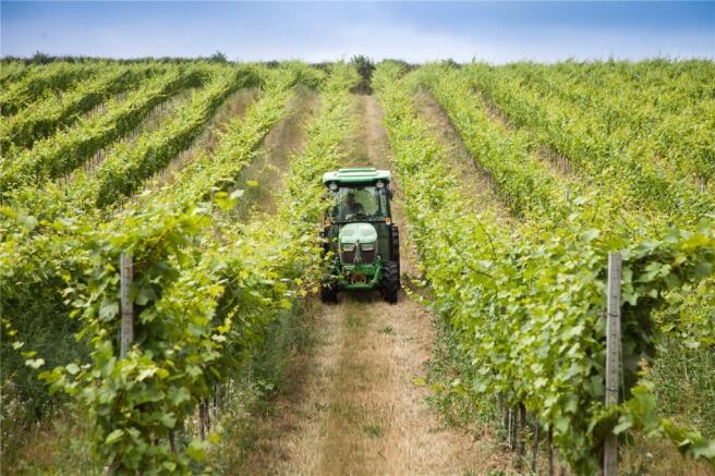 Muston Vineyard
