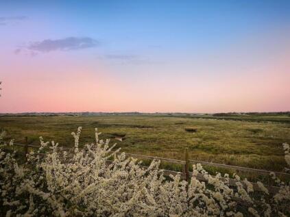 Dairy Farm Meadow, St. Osyth, Clacton-on-Sea