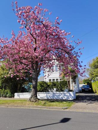 Blossom Tree