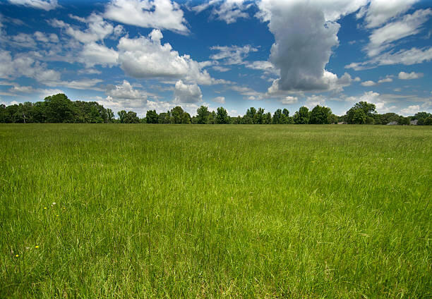 grass