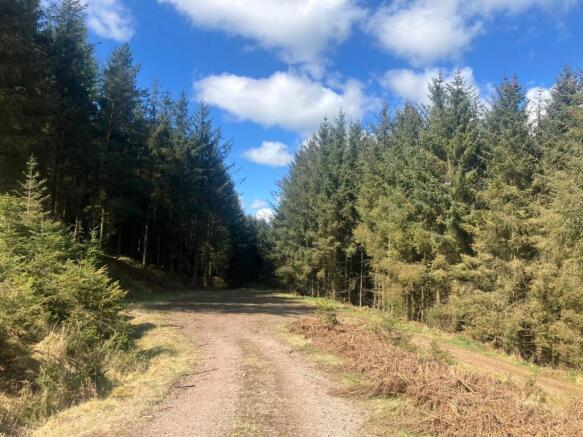 Lot 3 - Woodland