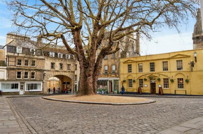 Plane Tree.jpg