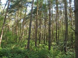 Coddington Moor, Stapleford Lane, Coddington NG24 2QZ