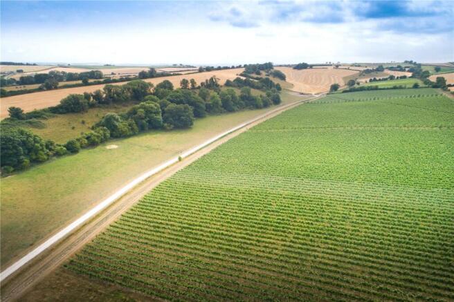 Muston Vineyard