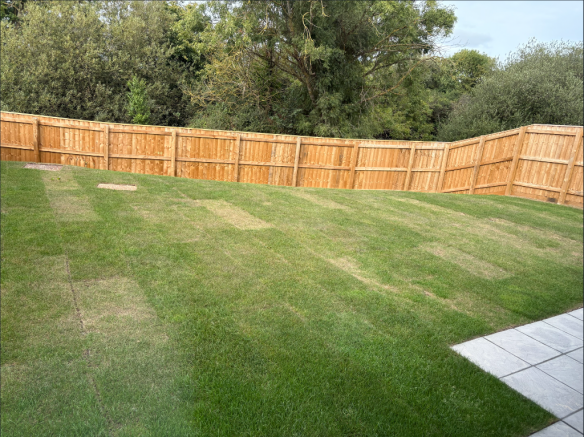 Back Garden