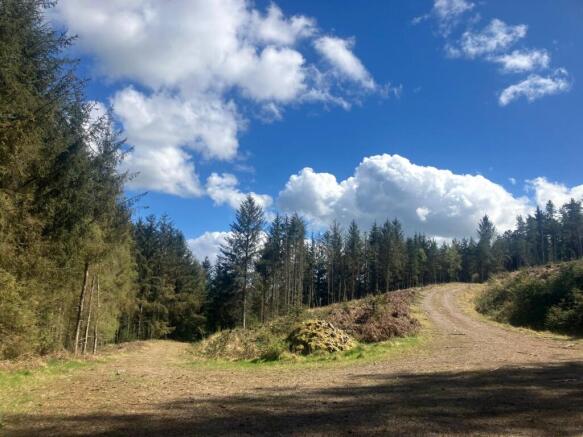 Lot 3 - Woodland