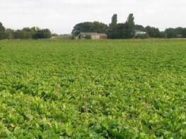 Wheat Farm House, Walcot Bank, Tattershall Bridge, Lincoln LN4 4JP