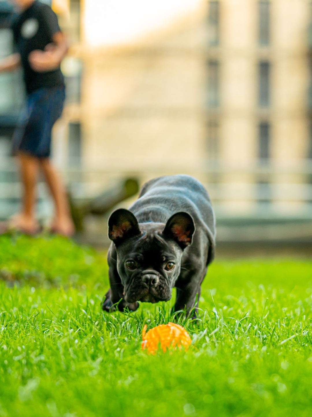 Pets welcome, no extra fee