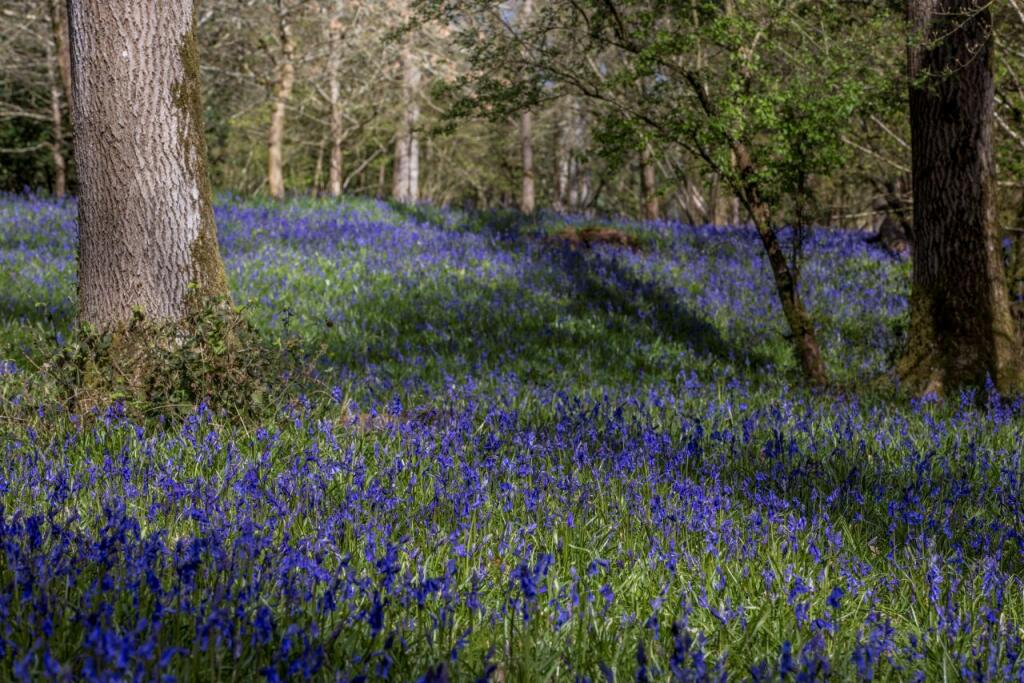 High Trees Woodland
