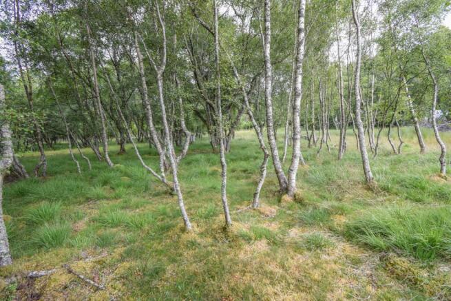 BIRCH TREES-2.jpg