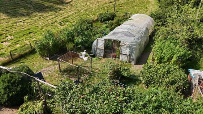 Enclosed polytunnel and geese