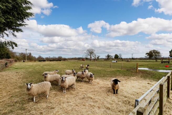 Livestock Paddock