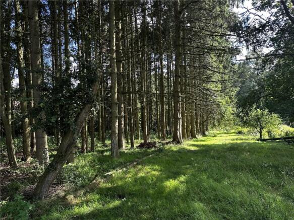 Woods