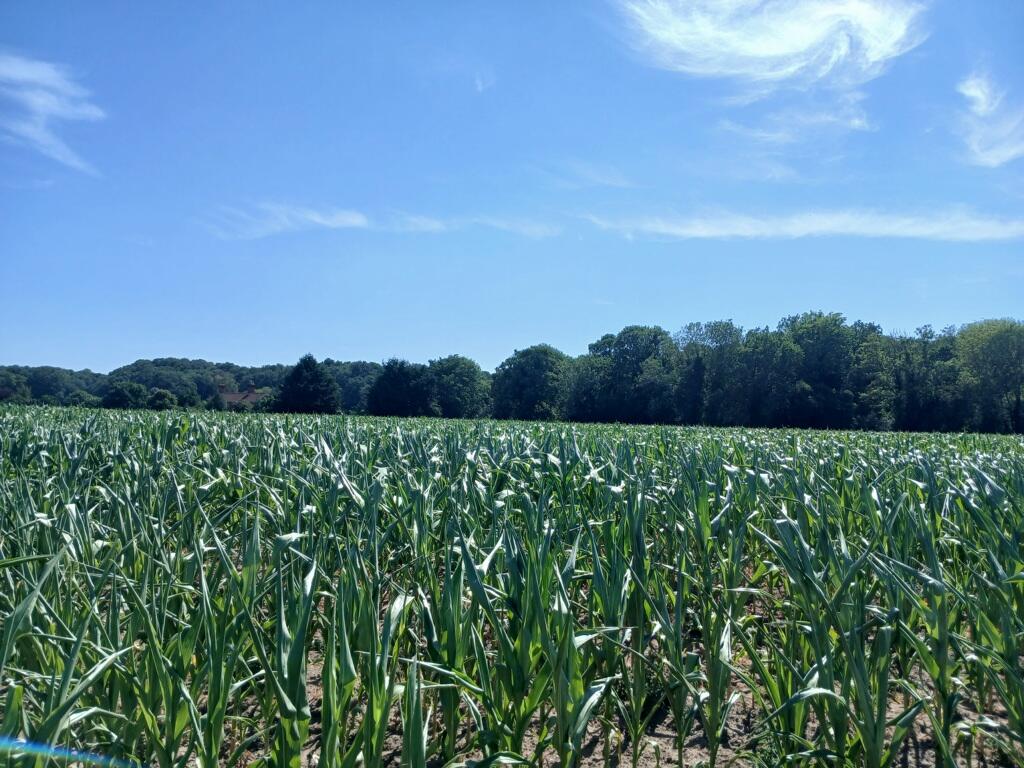 Main image of property: Land At Old Costessey , Ringland Lane, Costessey, Norwich, Norfolk, NR8 5BG