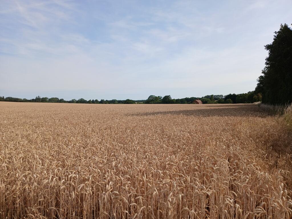 Main image of property: Land Off Heath Lane, Lenwade, Norwich, Norfolk, NR9 5PF