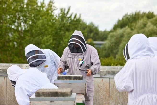 GP_Beekeeping_0002 (Extra large).jpg