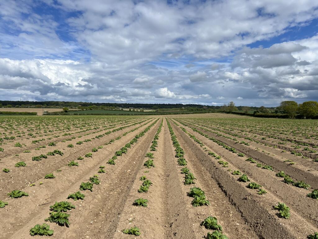 Main image of property: 18.13 acres of Arable Land, Aylmerton